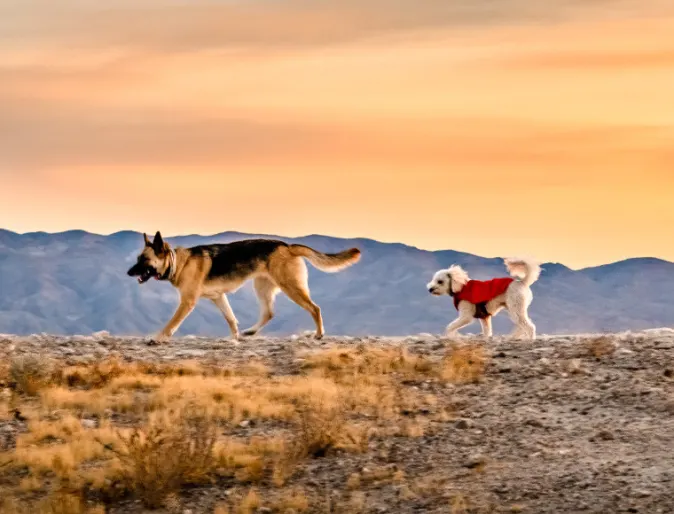 Two dogs walking on desert